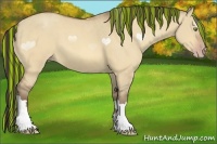 Horse Color:Painted Amber Champagne Dun 