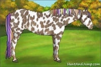 Horse Color:Painted Chocolate Palomino Appaloosa 