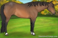 Horse Color:Buckskin 