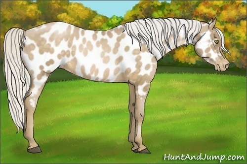 Horse Color:Silver Brown Pearl Mushroom Near Leopard