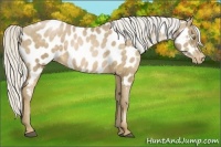Horse Color:Silver Brown Pearl Mushroom Near Leopard 