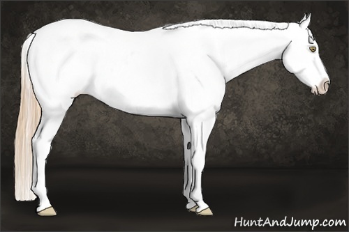 Horse Color:Gold Champagne Appaloosa 
