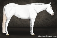 Horse Color:Gold Champagne Appaloosa