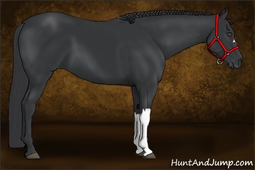 Horse Color:Black 