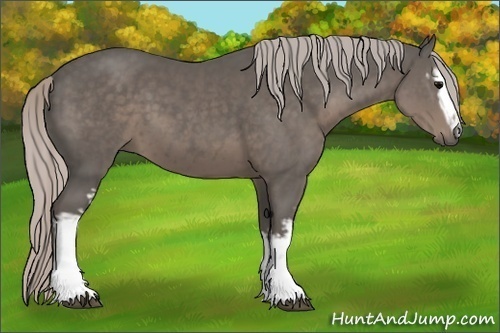 Horse Color:White Spotted Silver Black 