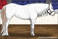 Horse Color:Black Snowcap 
