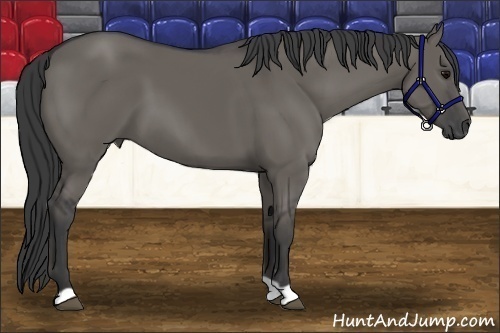 Horse Color:Grullo 