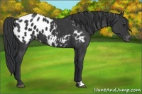 Horse Color:Black Appaloosa