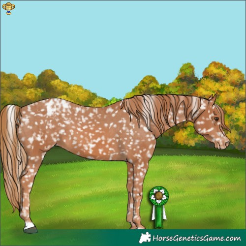 Horse Color:Chestnut Appaloosa 