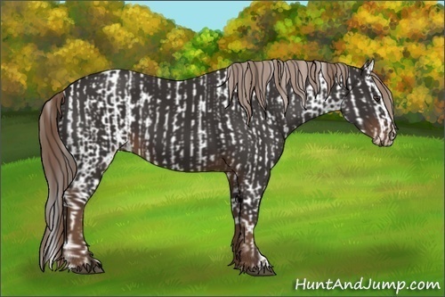 Horse Color:Liver Chestnut Splash and Liver Chestnut