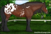 Horse Color:Bay Appaloosa