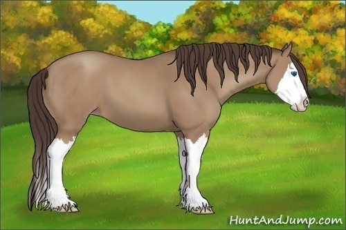 Horse Color:Classic Champagne Sabino Splash