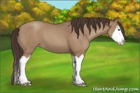 Horse Color:Classic Champagne Sabino Splash 