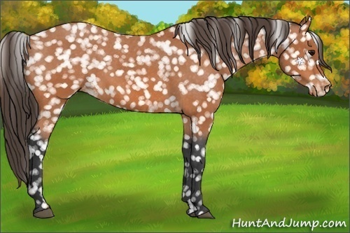 Horse Color:Bay Appaloosa 