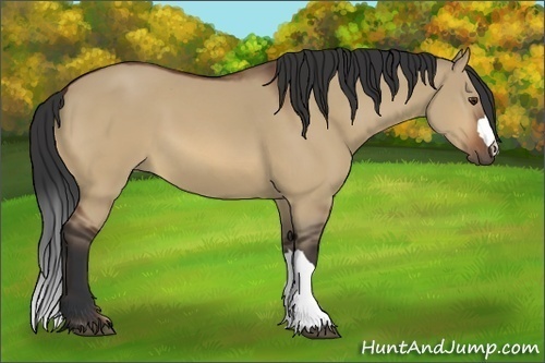 Horse Color:Bay Dun 
