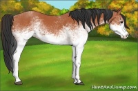 Horse Color:White Spotted Bay 