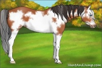 Horse Color:Bay Splash Frame