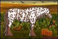 Horse Color:Chestnut Near Leopard