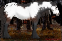 Horse Color:Brown Frame Appaloosa