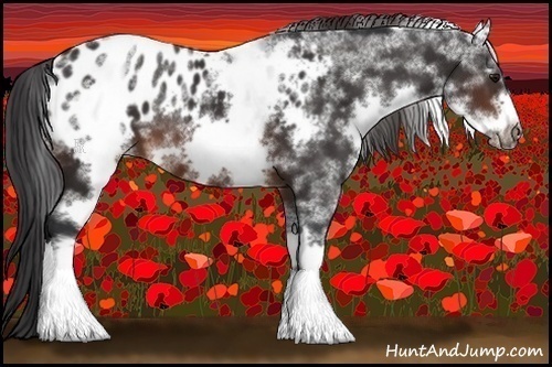 Horse Color:White Spotted Brown Frame Appaloosa 