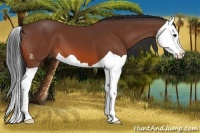 Horse Color:Bay Splash 