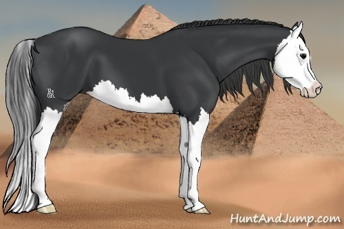 Horse Color:Black Splash 