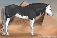 Horse Color:Black Splash