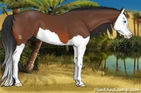 Horse Color:Bay Splash 