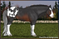 Horse Color:Brown Splash Appaloosa