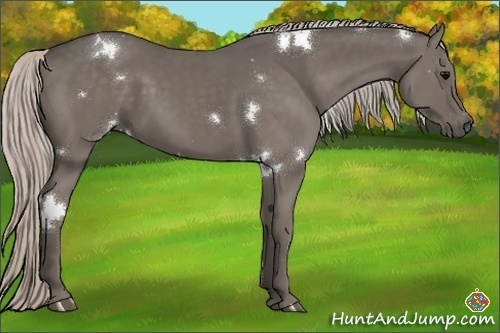 Horse Color:White Spotted Silver Black 