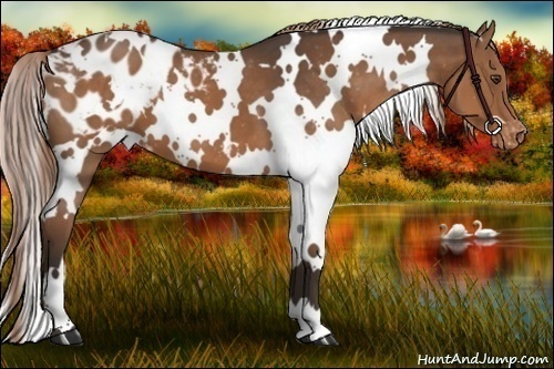 Horse Color:White Spotted Liver Chestnut Blanket