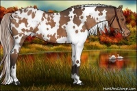 Horse Color:White Spotted Liver Chestnut Appaloosa 