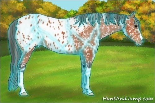 Horse Color:Thunderstruck Bay Appaloosa 