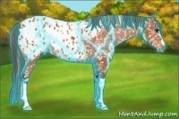 Horse Color:Thunderstruck Bay Appaloosa 