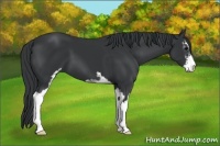 Horse Color:Black Sabino 