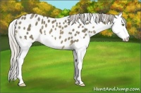 Horse Color:Chocolate Palomino Splash Appaloosa 