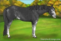 Horse Color:Black Sabino 