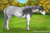 Horse Color:Smoky Black Sabino
