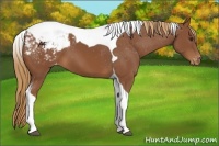 Horse Color:Chestnut Tobiano Varnish