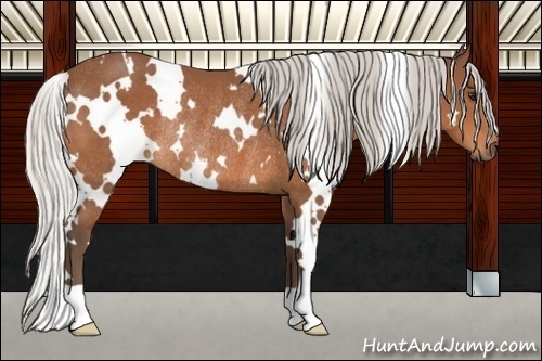 Horse Color:White Spotted Silver Brown Rabicano 