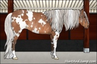 Horse Color:White Spotted Silver Brown Rabicano 