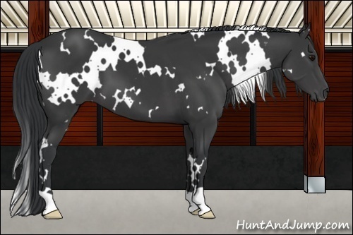 Horse Color:White Spotted Black 
