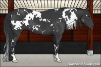 Horse Color:White Spotted Black