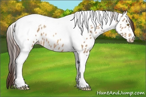 Horse Color:Amber Champagne Tobiano Near Leopard