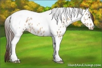 Horse Color:Amber Champagne Tobiano Near Leopard