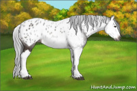 Horse Color:Gray Bay Splash Near Leopard 