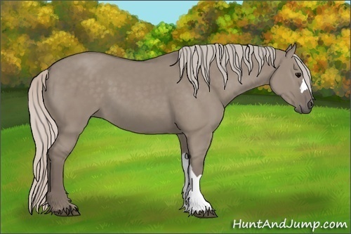 Horse Color:Silver Grullo 