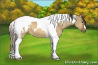 Horse Color:Bay Dun Tobiano Appaloosa