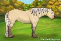 Horse Color:Silver Bay Dun