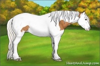 Horse Color:Silver Bay Splash Tobiano Rabicano